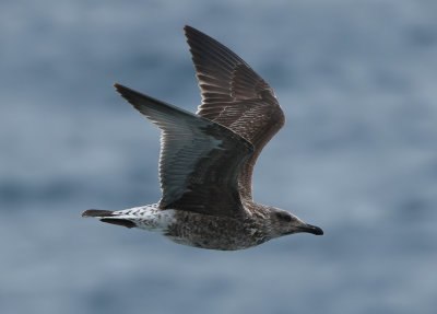 Azores Gull / Atlanttrut (Larus michahellis atlantis)
