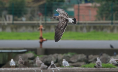 Azores Gull / Atlanttrut (Larus michahellis atlantis)