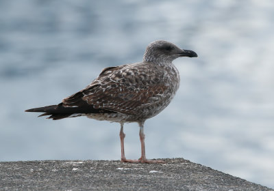 Azores Gull / Atlanttrut (Larus michahellis atlantis)