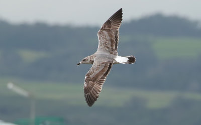 Azores Gull / Atlanttrut (Larus michahellis atlantis)