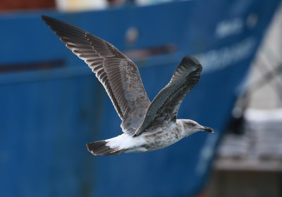 Azores Gull / Atlanttrut (Larus michahellis atlantis)