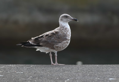 Azores Gull / Atlanttrut (Larus michahellis atlantis)