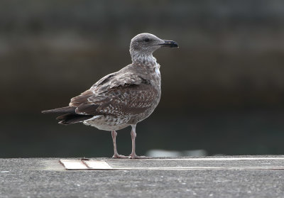 Azores Gull / Atlanttrut (Larus michahellis atlantis)