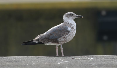 Azores Gull / Atlanttrut (Larus michahellis atlantis)