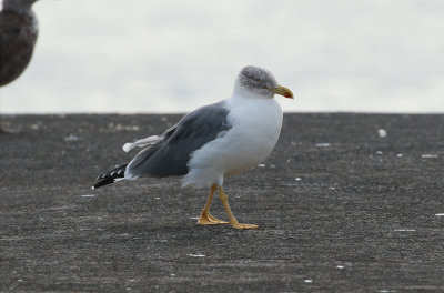 Azores Gull / Atlanttrut (Larus michahellis atlantis)