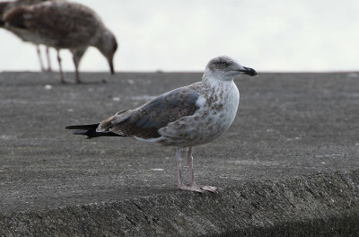 Azores Gull / Atlanttrut (Larus michahellis atlantis)