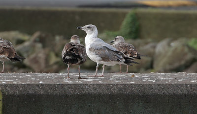 Azores Gull / Atlanttrut (Larus michahellis atlantis)