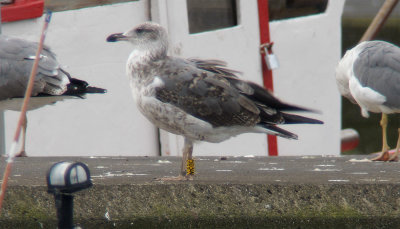 Azores Gull / Atlanttrut (Larus michahellis atlantis)