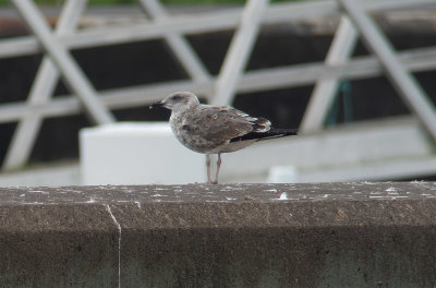 Azores Gull / Atlanttrut (Larus michahellis atlantis)