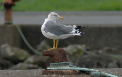 Azores Gull / Atlanttrut (Larus michahellis atlantis)