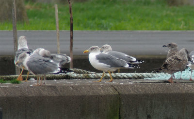 Azores Gull / Atlanttrut (Larus michahellis atlantis)