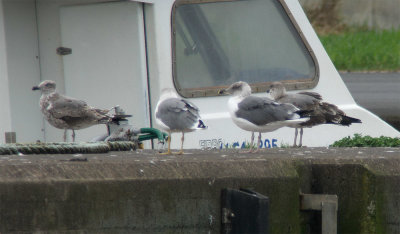 Azores Gull / Atlanttrut (Larus michahellis atlantis)