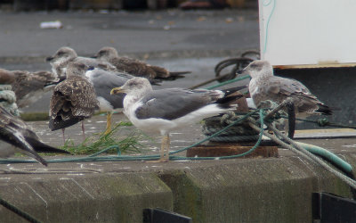 Azores Gull / Atlanttrut (Larus michahellis atlantis)