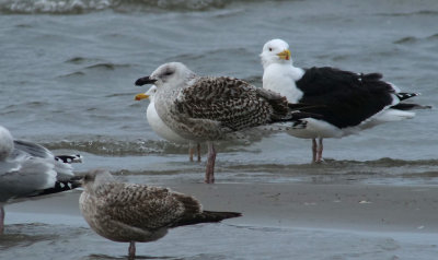 Great Black-backed Gull / Havstrut (Larus marinus)