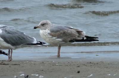 Herring Gull / Gråtrut (Larus argentatus)