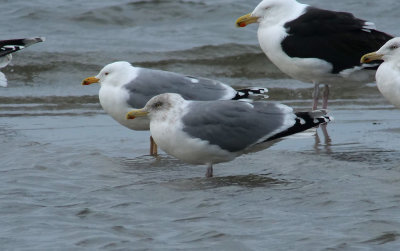 Herring Gull / Gråtrut (Larus argentatus)