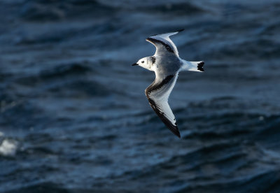 Kittiwake / Tretåig mås (Rissa tridactyla)