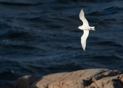 Kittiwake (Rissa tridactyla)