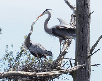 Blue herons making a nest