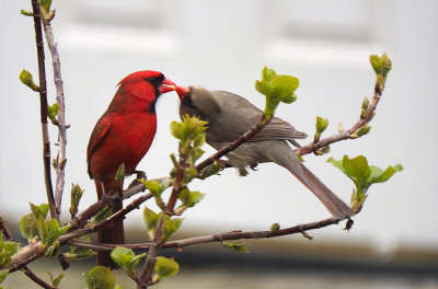 Cardinal feeding young.jpg
