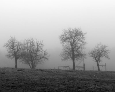 Fog at Coopers Farm