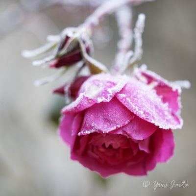 _A7T3761_DxO_1.jpg