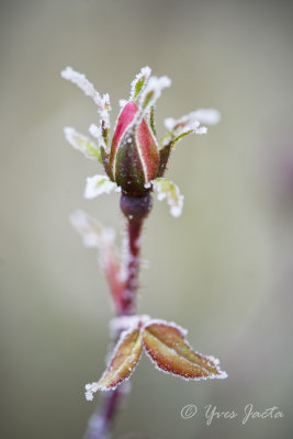 _A7T3824_DxO.jpg