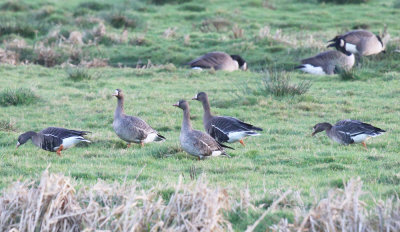 white - fronted geese