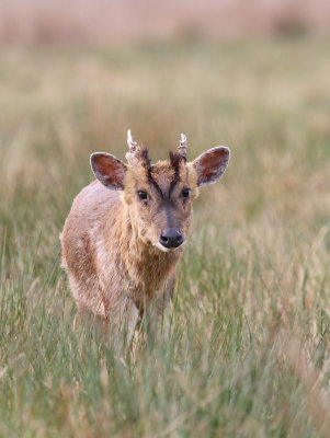 Muntjac