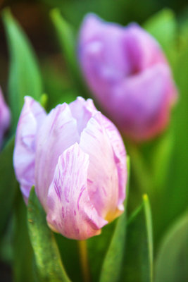 Pretty Texture coloured Tulip