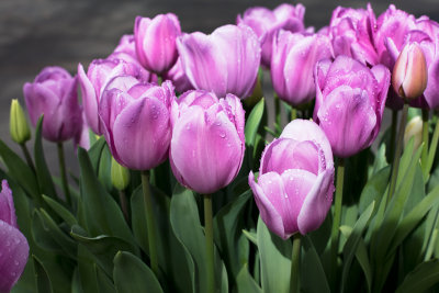 MoreTulips