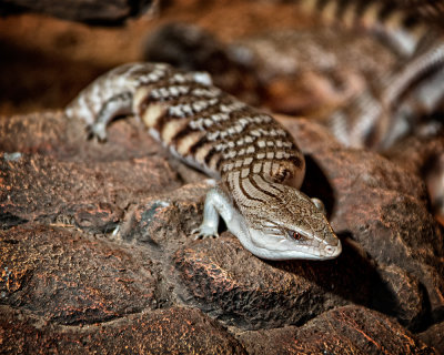 Lizard Basking