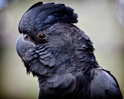 RedTailed Cockatoo.