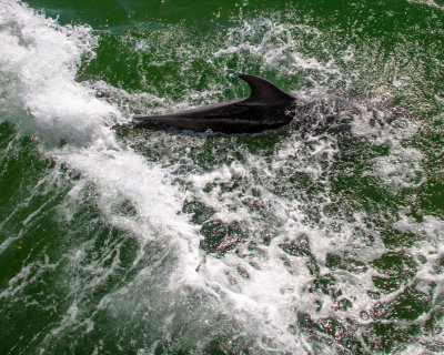 rexs birthday cruise24.jpg