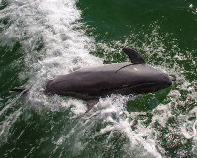 rexs birthday cruise27.jpg