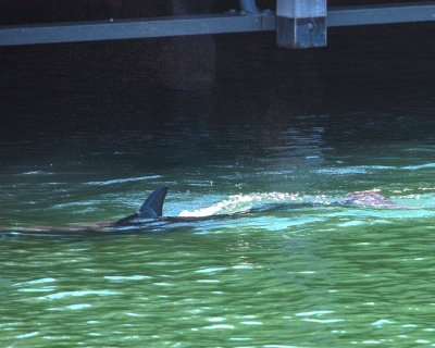 rexs birthday cruise30.jpg