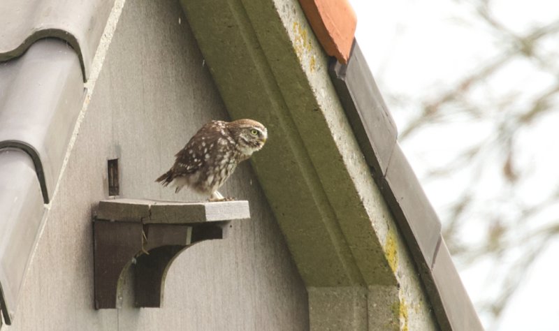 Steenuil (Little Owl)