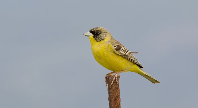 Zwartkopgors (Black-headed Bunting)