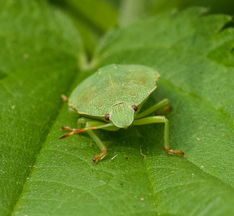 Groene Schildwants (Palomena prasina) - Green Shield Bug