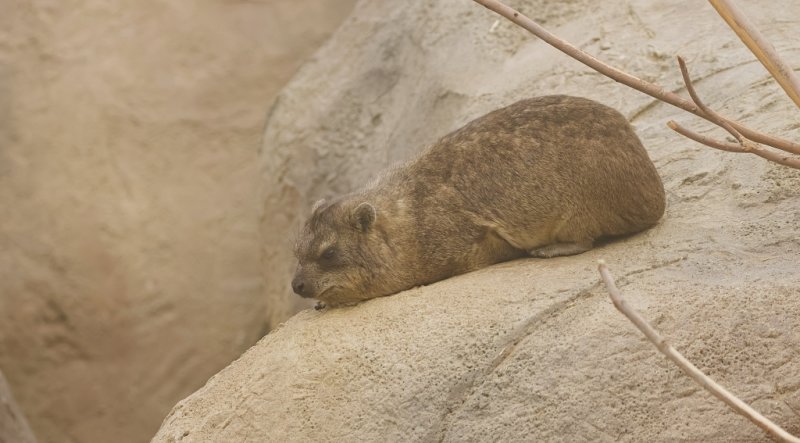 Kaapse Klipdas (Rock Hyrax)