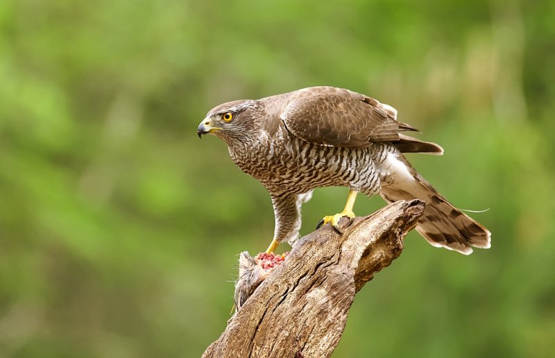 Havik (Northern Goshawk)