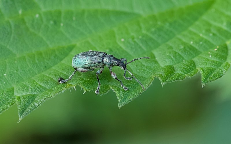 Groene Bladsnuitkever (Phyllobius pomaceus) - Nettle Weevil