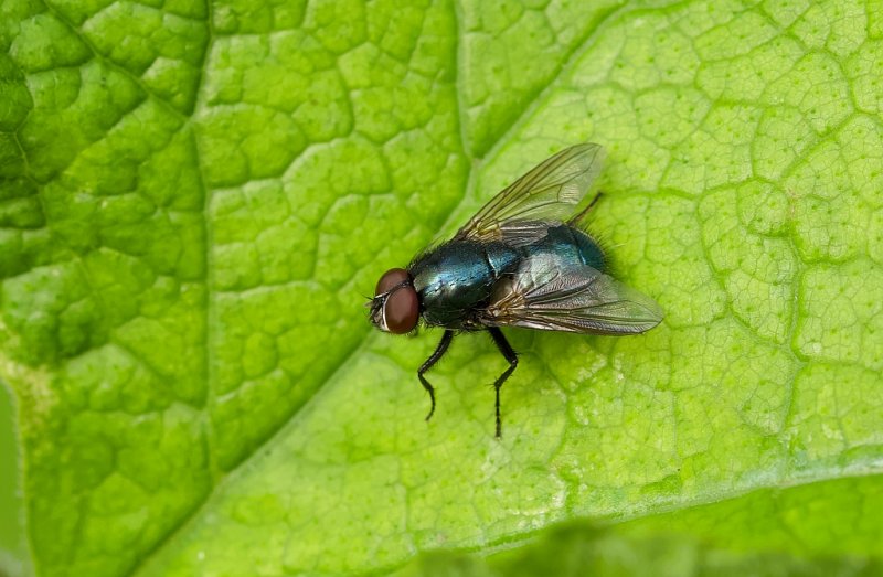 Groene Vleesvlieg (Lucilia sericata; syn.: Phaenicia sericata) - Common Green Bottle Fly 