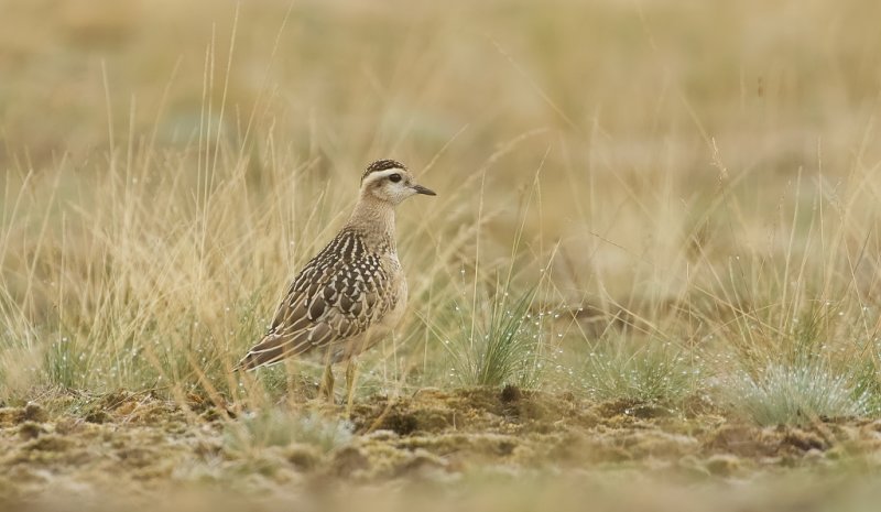 Morinelplevier (Eurasian Dotterel)