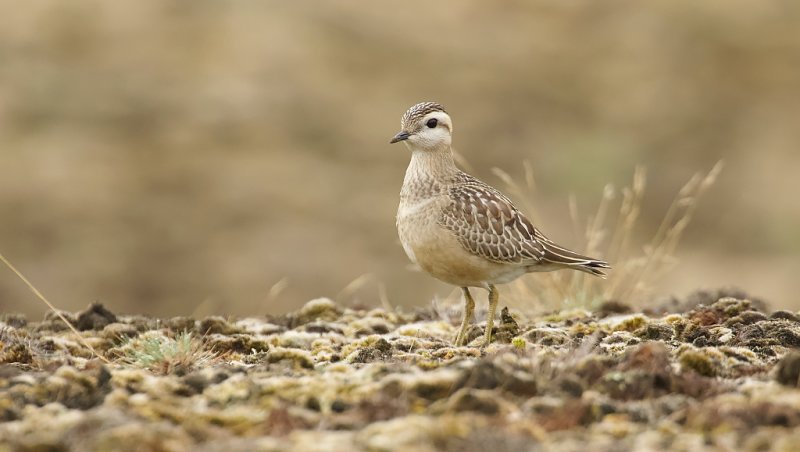 Morinelplevier (Eurasian Dotterel)