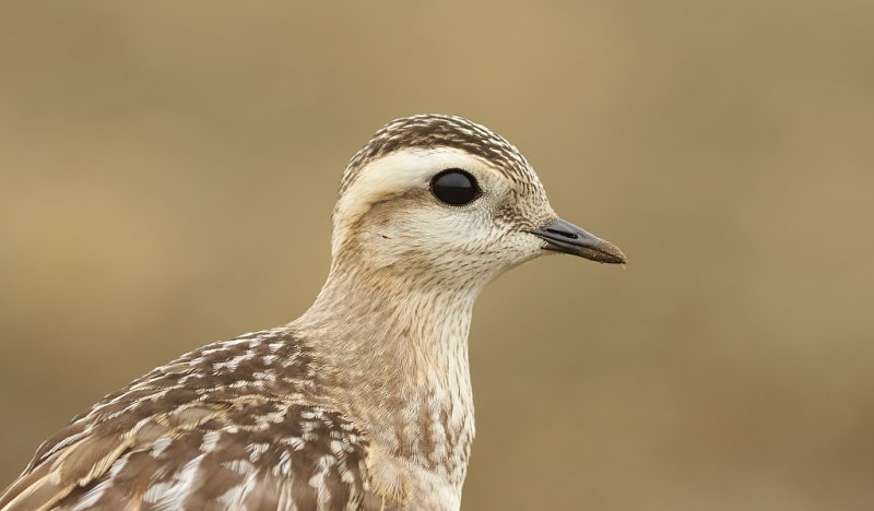 Morinelplevier (Eurasian Dotterel)
