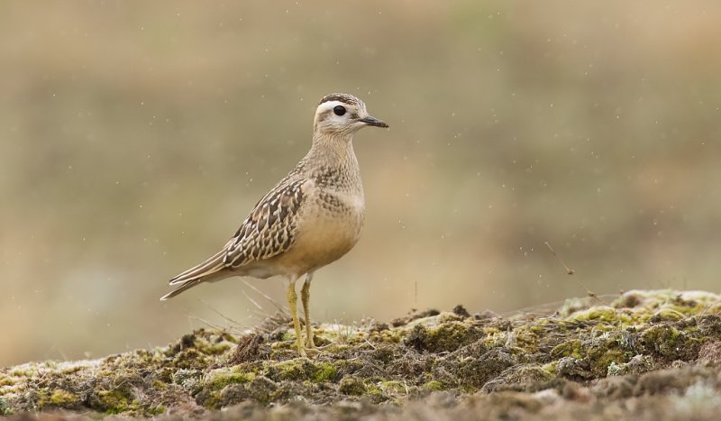 Morinelplevier (Eurasian Dotterel)