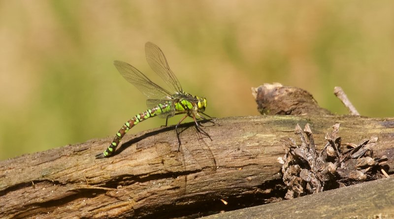 Blauwe Glazenmaker (Aeshna cyanea) - Southern Hawker