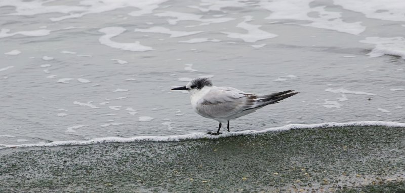 Grote Stern (Sandwich Tern)