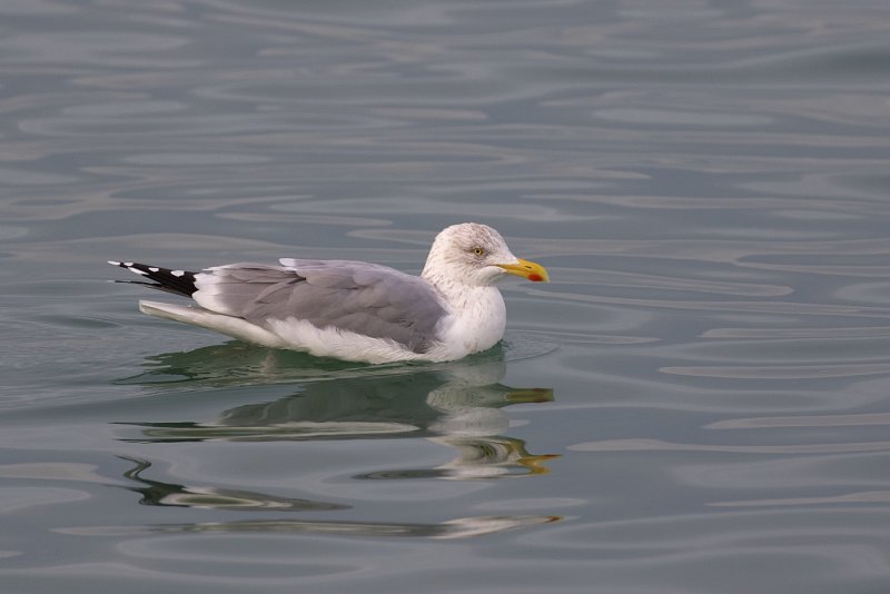 Zilvermeeuw (Herring Gull)